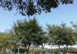 成都天气预报15天查询30天（成都天气预报一周15天）