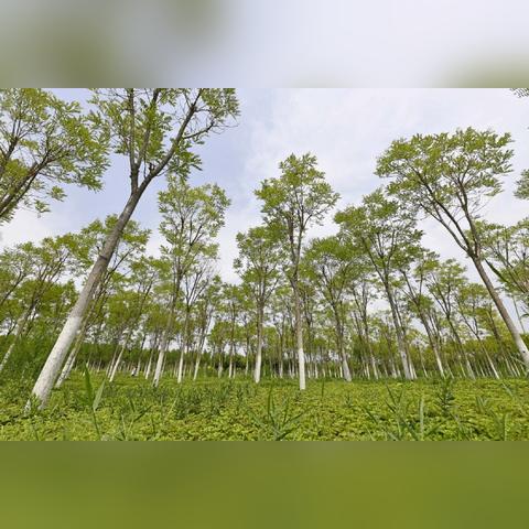 手机弹窗里的天气密码,两天降温,十五天有雨 手机弹窗里的天气密码,两天降温,十五天有雨